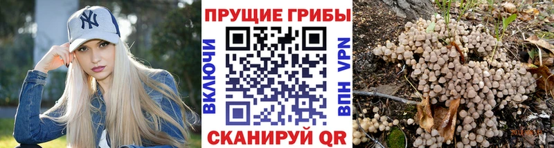 Купить  Будённовск  Галлюциногенные грибы Psilocybe 